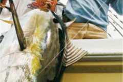 Grid3_Fishing