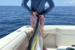 Hutch_Yellowfin