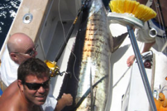 Tournament Marlin